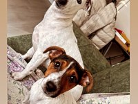 4.5 aylık jack russell Lucy kızım için yuva arıyoruz
