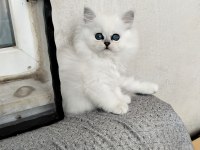 Pamuk Prenses British Longhair Kedimiz