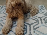 2,5 Yaşında Orjinal Toy Poodle