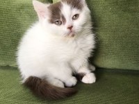 Çikolata bicolor harlequin dişi british shorthair yavru