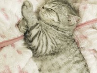 British shorthair oğlumla bir dişiyi takas etmek istiyorum