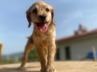 İngiliz Cocker Erkek