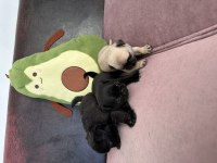 Anne altından safkan pug erkek yavrular