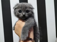 Scottish fold blue point ve gri yavrular