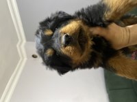 Son dişi rottweiler yavrumuz