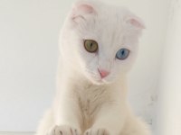SCOTTİSH VE ANKARA KIRMASI TEK VAN KEDİSİ