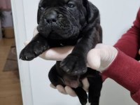 DEV CANE CORSO YAVRULARI ANKARA