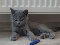 British shorthair yavru