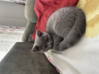British Shorthair