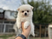 Pomeranian Yavrularımız