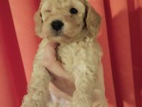 Orjinal toy poodle yavrularımız yeni yuvalarını arıyor