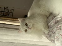 Chinchilla safkan erkek 1 yaşında