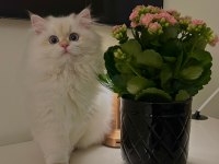 British Longhair Dişi Kedimiz 9 Aylık