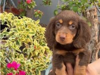 CHOCOLATE AND TAN LONG HAİR DACSHUND BEBEKLERİMİZ