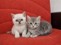 KEDİLERİMİZE BAKMADAN GEÇMEYİN WHATSAPP LÜTFEN
