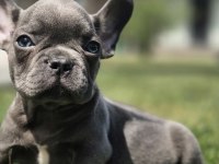 Blue French Bulldog Yavruları 