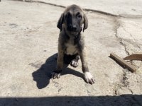 SAF KAN ŞECERELİ YAVRU KANGALLAR