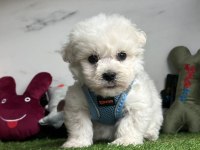 MALTESE TERRİER YAVRULARI