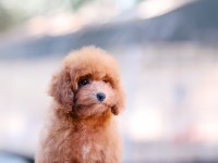 TOY POODLE BEBEK KÖPEKLERİMİZ