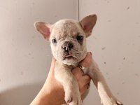 Exotic French Bulldog Yavrular