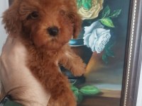 Red Brown Üst Kalite Toy Poodle Yavrular