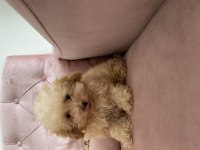 Maltipoo A kalite 0 numara bebeklerimiz erkek ve dişi