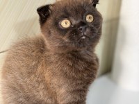 Scottish fold ev ortamından