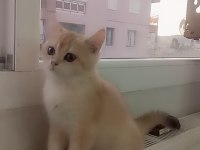 Full şecereli ny 12 erkek british shorthair