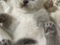 Scottish fold, blue point ve british shorthair bebekler