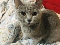 Sahiplendirme british shorthair