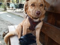 8 aylık dişi fino cinsi köpeğimiz