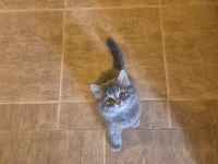 EĞİTİMLİ SAFKAN BRİTİSH POFUDUK YAVRULARIM