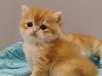 British Golden Shorthair Yavrular