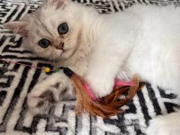 British Longhair ns1133