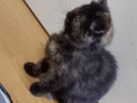 6 temmuz doğumlu exotic shorthair ve annesi