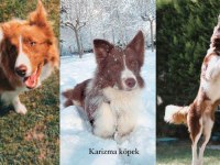 Fcı Kıf Şecereli Evraklı Blue merle dişi border collie