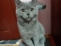 Sevgi pıtırcıkları kediler