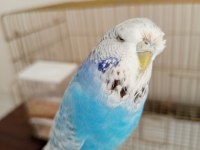 jumbo albino muhabet kuşu