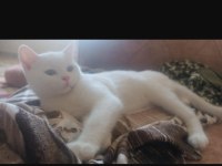 British shorthair akıllı kar beyaz