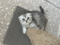 Ns 11 silver scottish fold bebeklerim