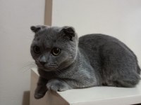 Orijinal scottish fold yavrusu
