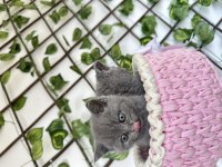 British shorthair kedimiz
