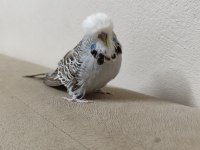 SHOW JUMBO VASIFLI TAKIM MUHABBET KUŞU