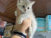 BRİTİSH SCOTTİSH KEDİSİ YAVRULAR
