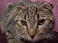 Scottish Fold ve Norveç Orman Kedisi Melezi