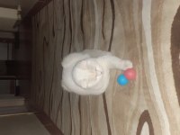 Ücretsiz verilecek malzemeleriyle 7.5 aylık scottish fold