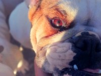 Damızlık 16 aylık 3 dişi ve 1 erkek bulldog