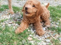 3 Aylık Erkek Poodle Yavru bakımlı ve tuvalet eğitimli