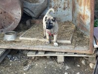 Saf kangal