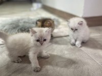 Ny11 en nadir ırklar yeni ailesini arıyor